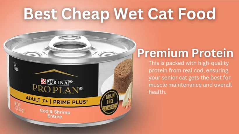 Best Cheap Wet Cat Food
