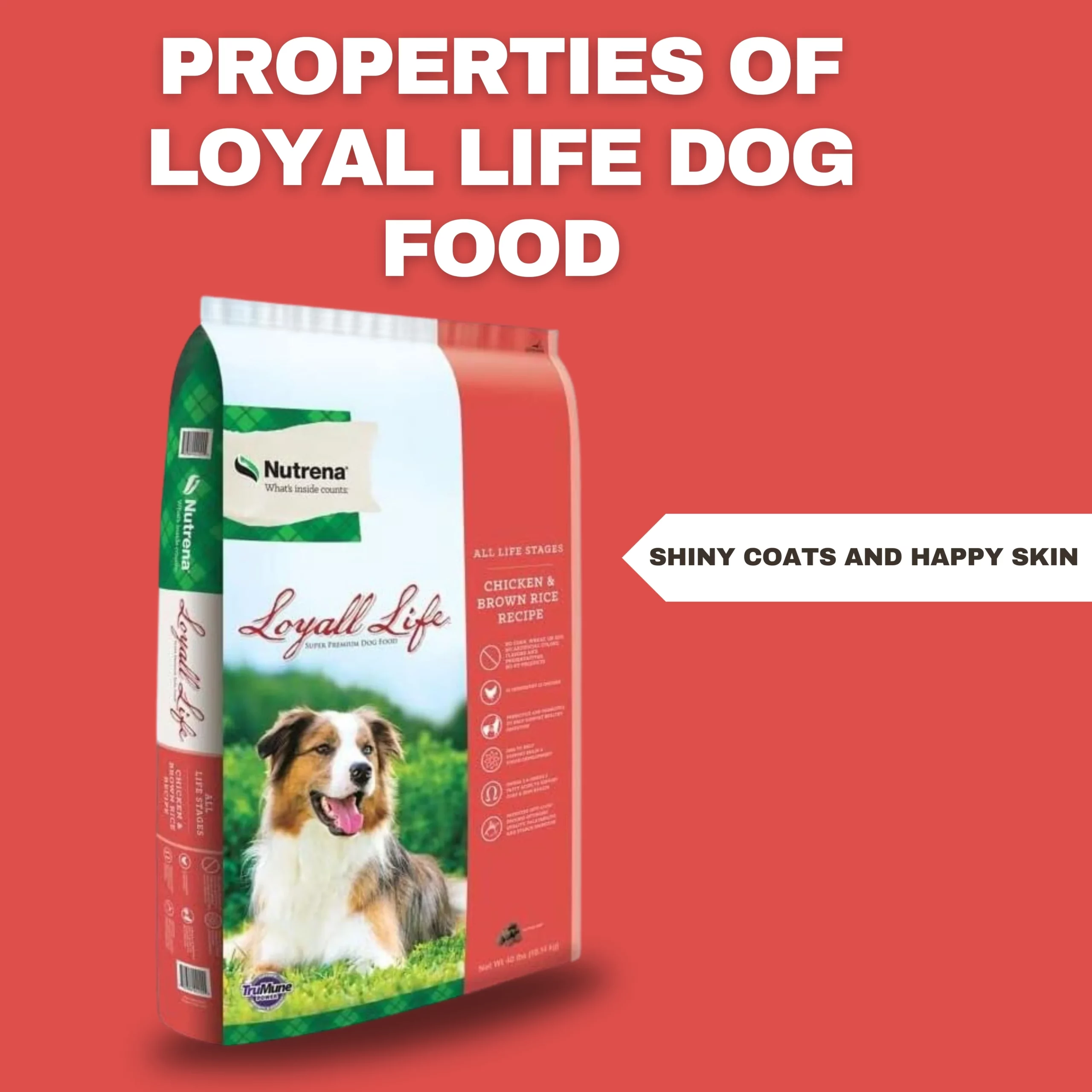 loyal dog food